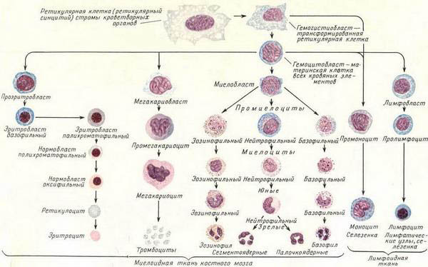 развитие кровяных клеток
